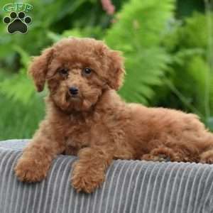 Tonya, Toy Poodle Puppy