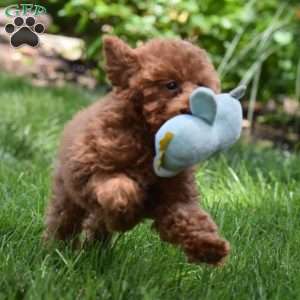 Tonya, Toy Poodle Puppy