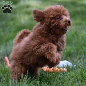 Tonya, Toy Poodle Puppy