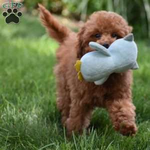 Tonya, Toy Poodle Puppy