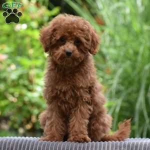 Tonya, Toy Poodle Puppy