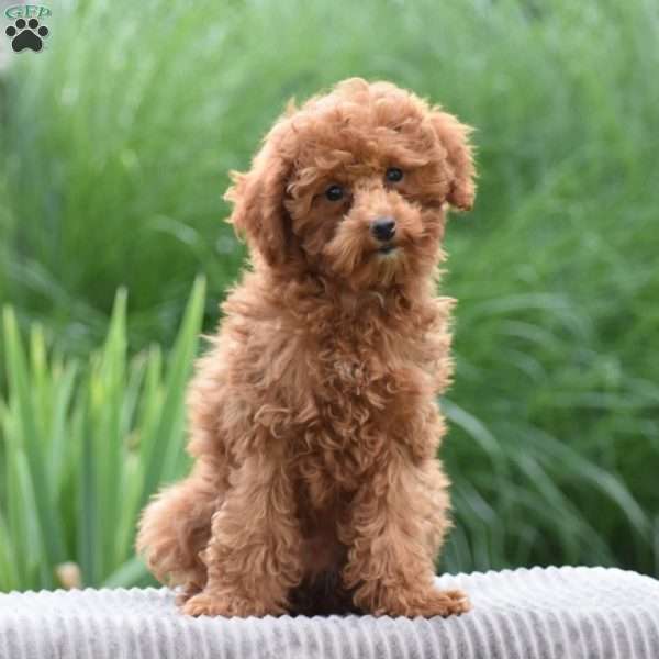 Tonya, Toy Poodle Puppy