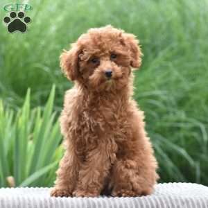 Tonya, Toy Poodle Puppy