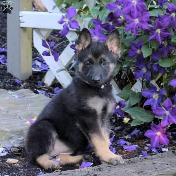 Tara, German Shepherd Puppy