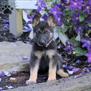 Tara, German Shepherd Puppy