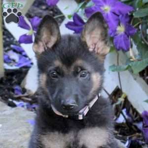 Tara, German Shepherd Puppy