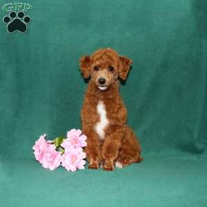 Zoomer, Toy Poodle Puppy