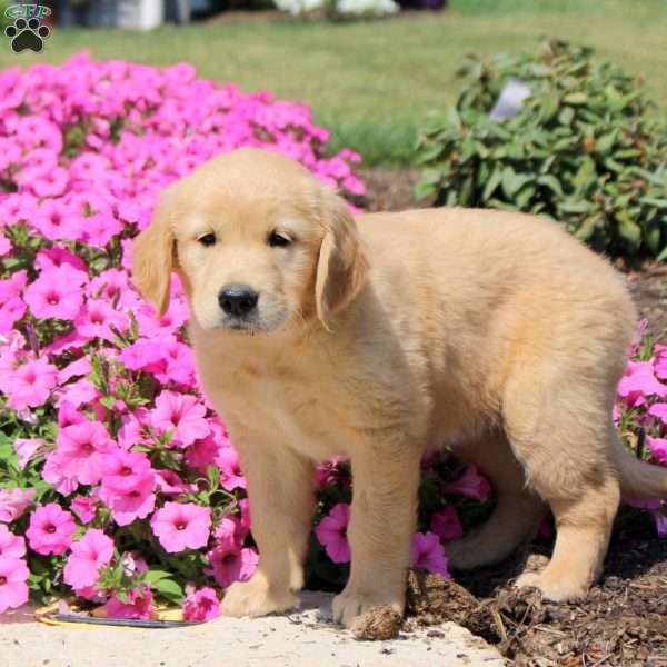 Tasha, Golden Retriever Puppy