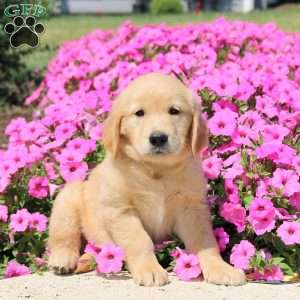 Tasha, Golden Retriever Puppy