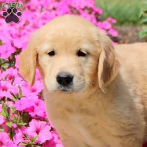 Tasha, Golden Retriever Puppy