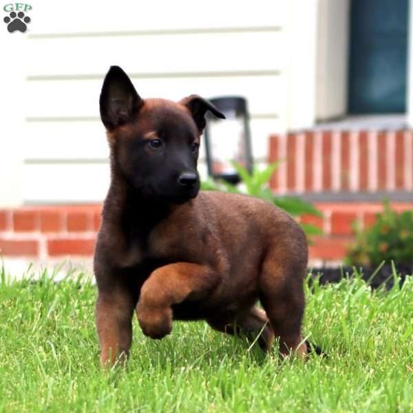 Ted, Belgian Malinois Puppy
