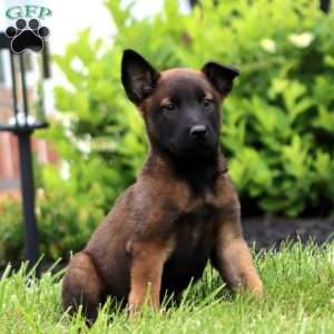 Ted, Belgian Malinois Puppy