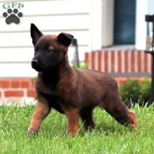 Ted, Belgian Malinois Puppy