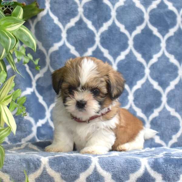 Teddy, Shih Tzu Puppy