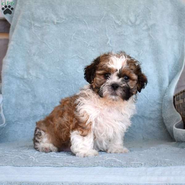Teddy, Shih Tzu Puppy