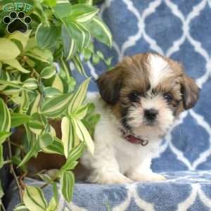 Teddy, Shih Tzu Puppy
