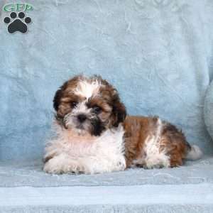 Teddy, Shih Tzu Puppy