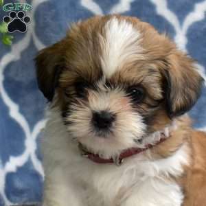 Teddy, Shih Tzu Puppy