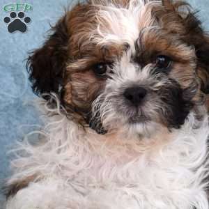 Teddy, Shih Tzu Puppy