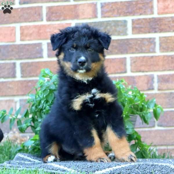 Teddy, Australian Shepherd Puppy