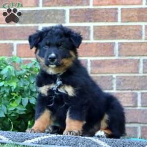 Teddy, Australian Shepherd Puppy