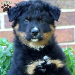 Teddy, Australian Shepherd Puppy