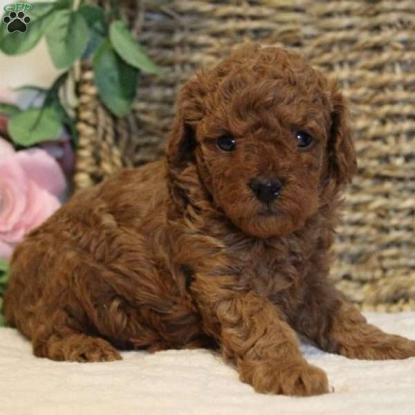 Teddy, Toy Poodle Puppy