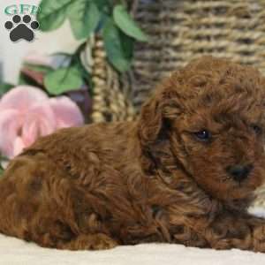 Teddy, Toy Poodle Puppy