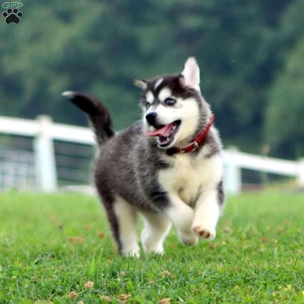 Teresa, Pomsky Puppy