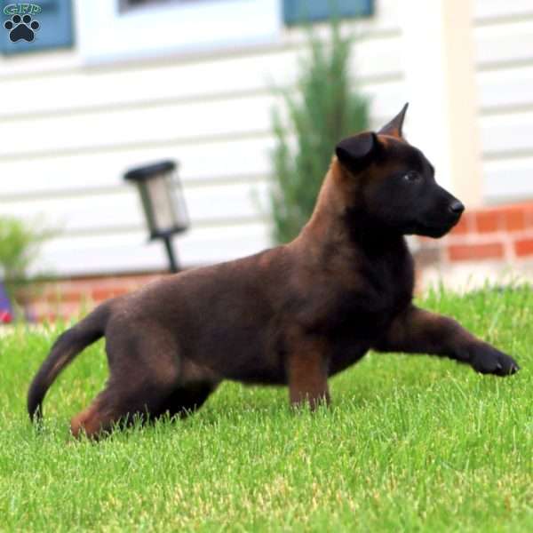 Teresa, Belgian Malinois Puppy