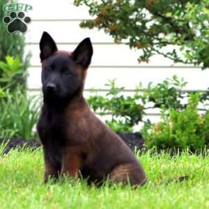 Teresa, Belgian Malinois Puppy