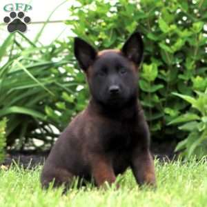 Teresa, Belgian Malinois Puppy