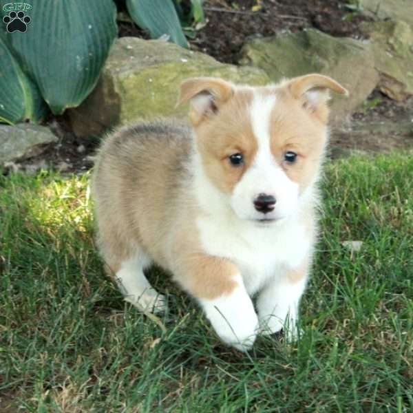Tessa, Pembroke Welsh Corgi Puppy