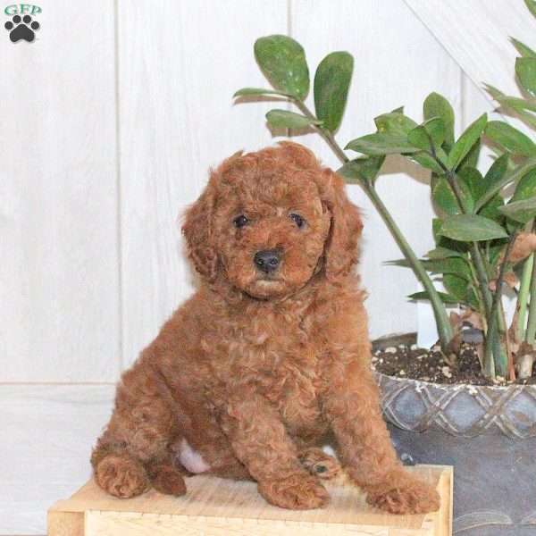 Tessa, Toy Poodle Puppy