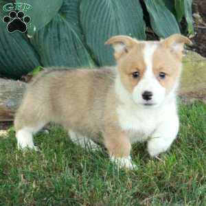 Tessa, Pembroke Welsh Corgi Puppy