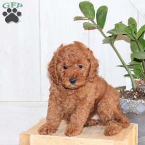 Tessa, Toy Poodle Puppy