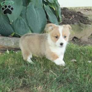Tessa, Pembroke Welsh Corgi Puppy