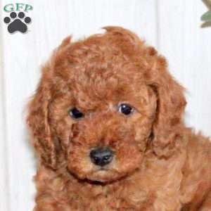 Tessa, Toy Poodle Puppy