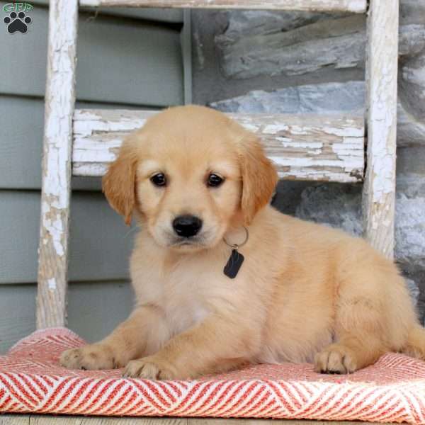 Texas, Golden Retriever Puppy