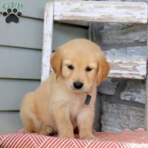 Texas, Golden Retriever Puppy