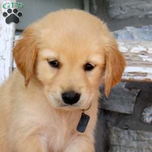 Texas, Golden Retriever Puppy