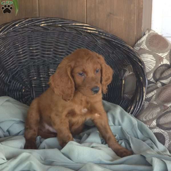 Theo, Irish Doodle Puppy