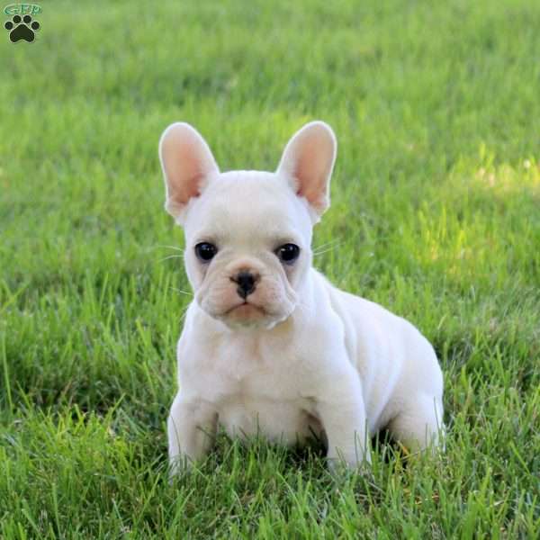Theodore, French Bulldog Puppy