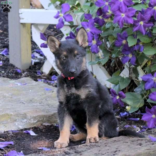 Tiffany, German Shepherd Puppy