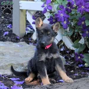 Tiffany, German Shepherd Puppy