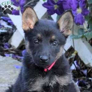 Tiffany, German Shepherd Puppy
