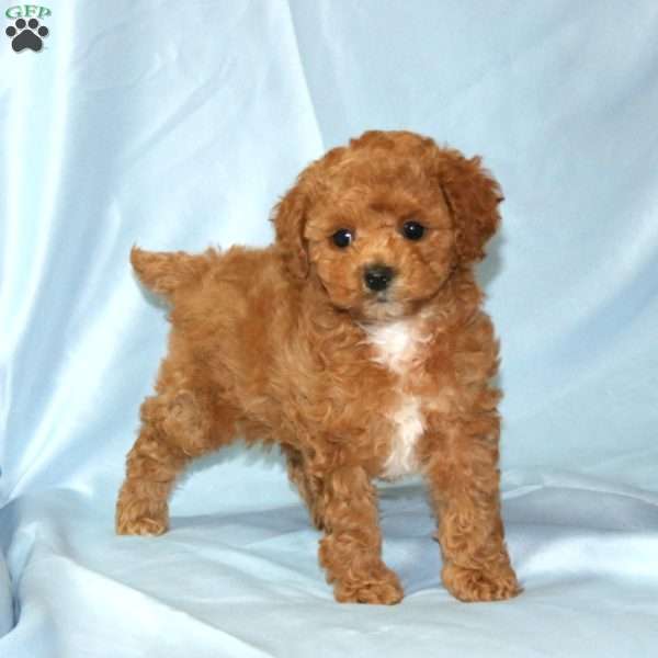 Tiffany, Miniature Poodle Puppy