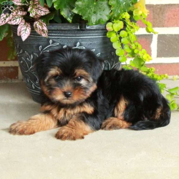 Tillie, Yorkie Puppy