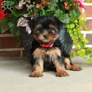 Tillie, Yorkie Puppy