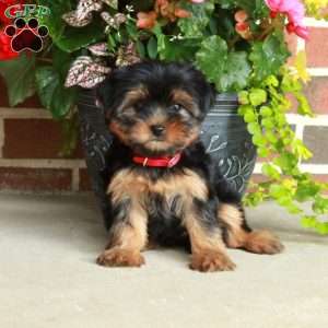 Tillie, Yorkie Puppy